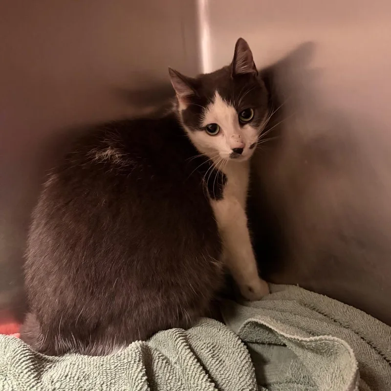 An adult medium-sized female Domestic Short Hair cat named Ledyba for adoption in Bristol, IN