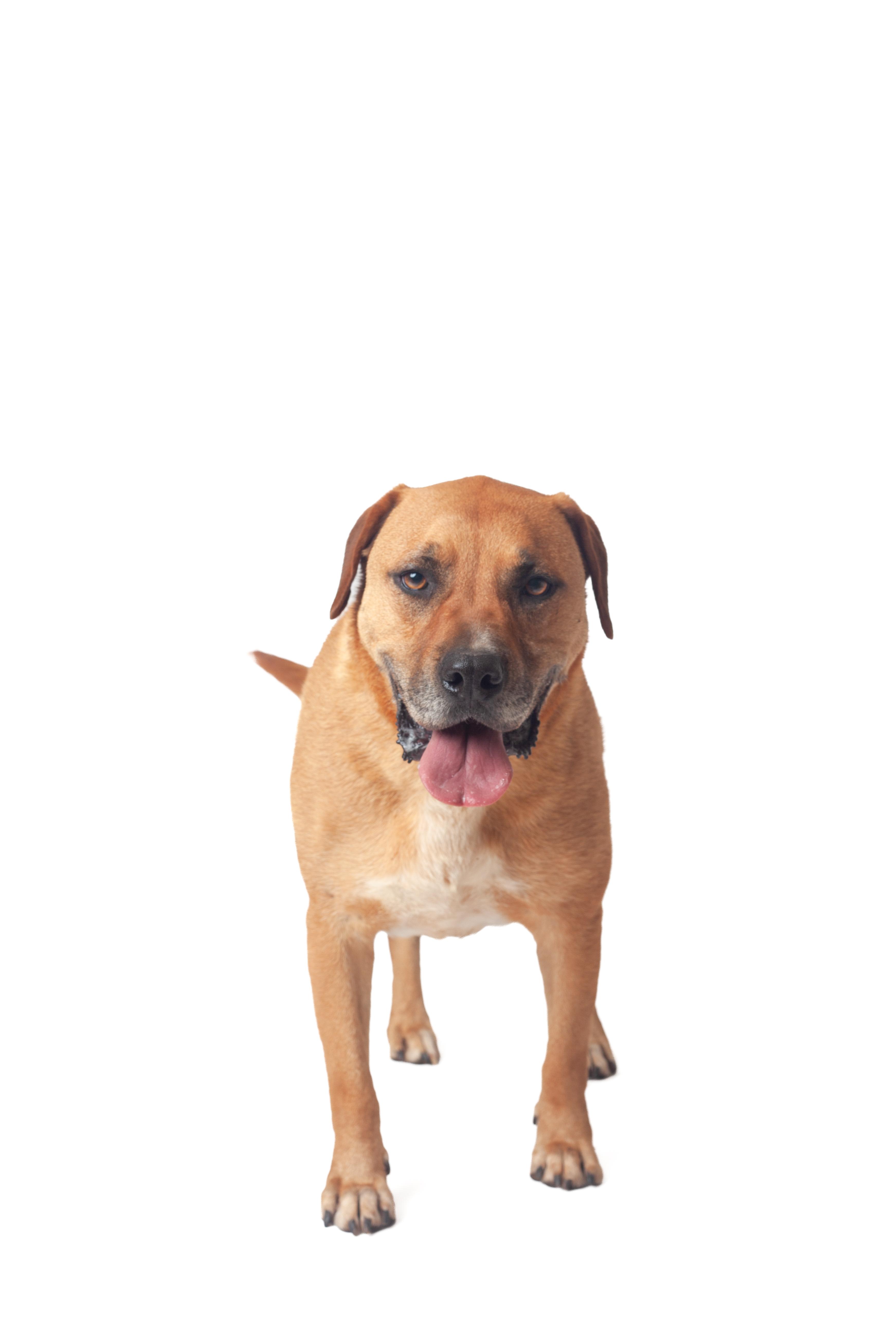An adult large-sized male Golden Pit Bull Terrier dog named Dog for adoption in Guthrie, OK