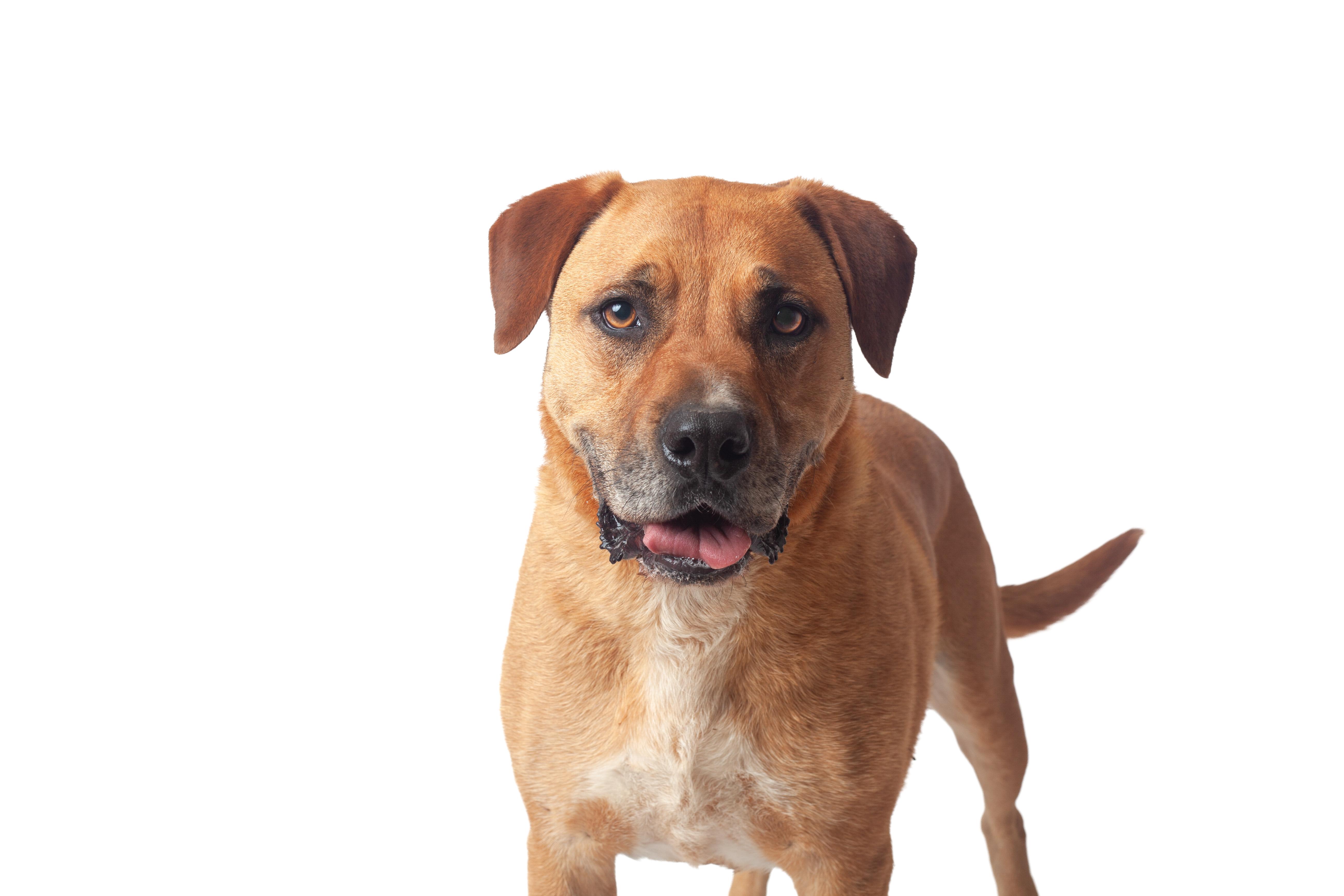 Dog thumbnail 2