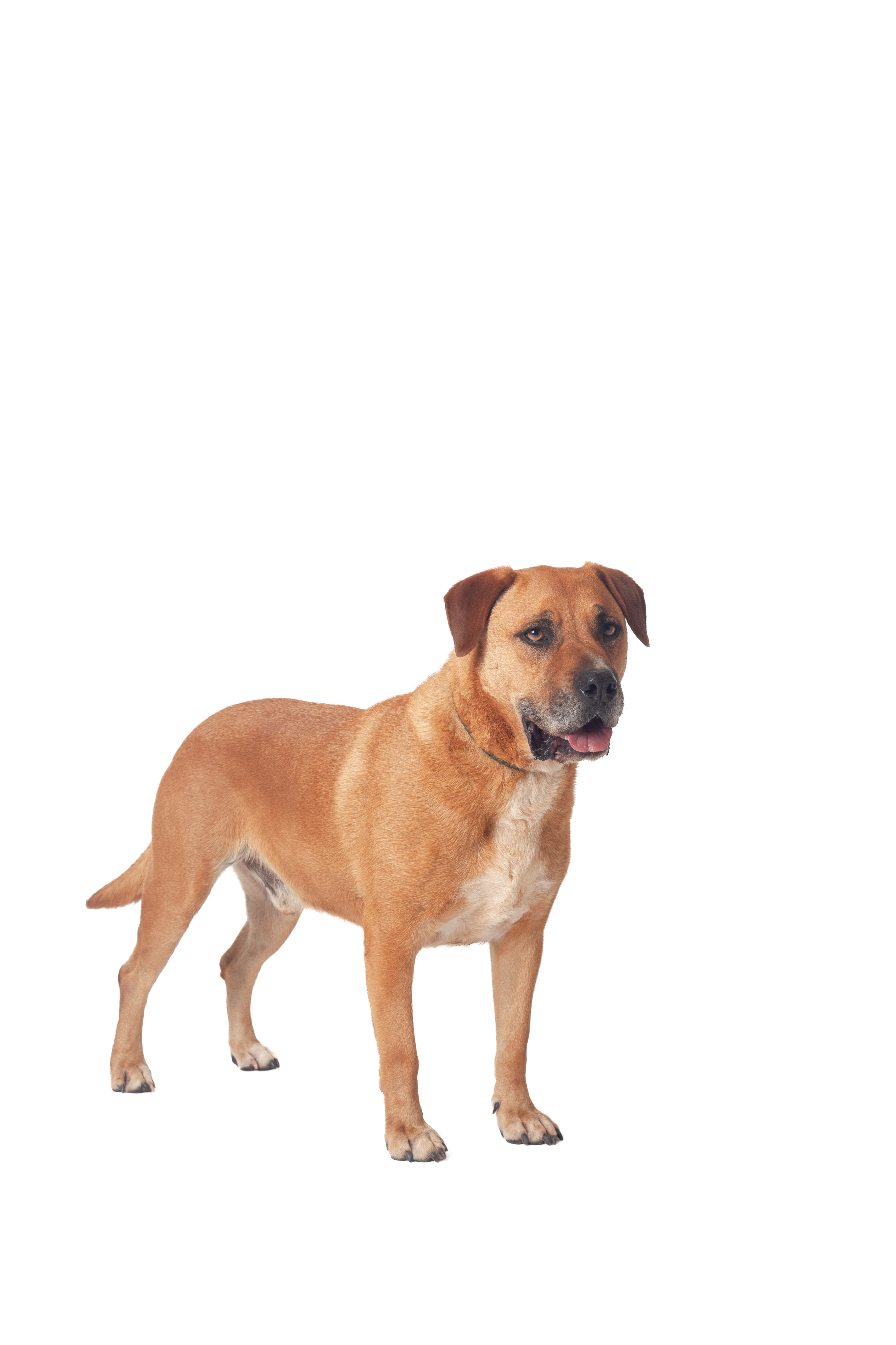 Dog thumbnail 3