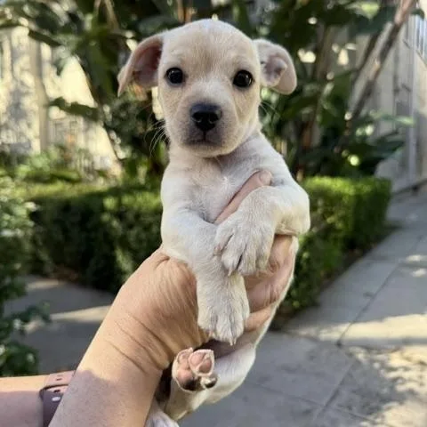 A baby small-sized female Chihuahua dog named Cranberry for adoption in Los Angeles, CA