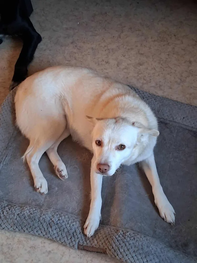 Snowflake thumbnail 2