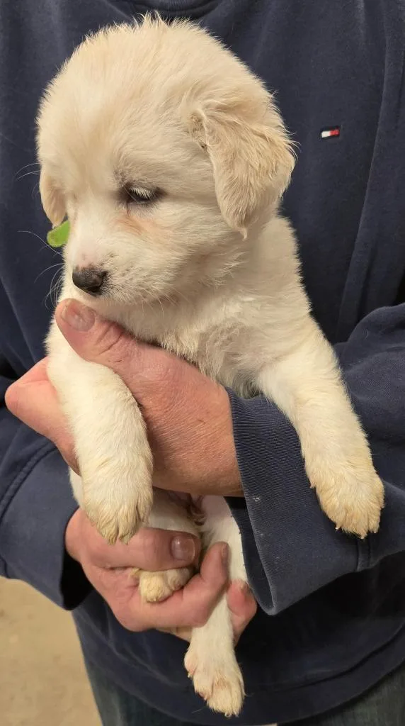 A baby small-sized female Labrador Retriever dog named Sasha for adoption in Thompson Falls, MT
