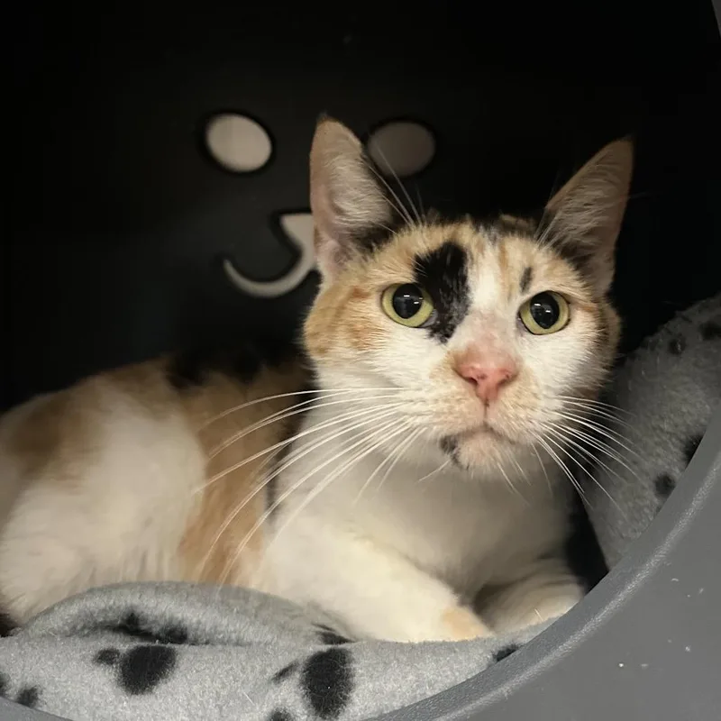 An adult medium-sized female White Domestic Short Hair cat named Woodly for adoption in Titusville, FL