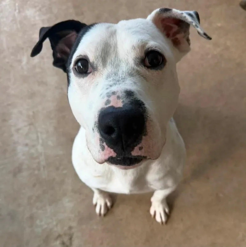 A young medium-sized male Pit Bull Terrier dog named Hereford for adoption in Kettering, OH