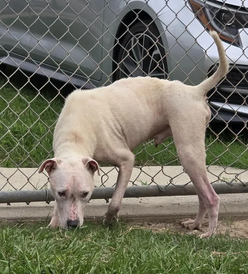 An adult large-sized male Pit Bull Terrier dog named Jumper for adoption in Humble, TX
