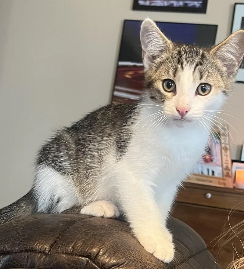 A baby small-sized male Tabby (Brown / Chocolate) Domestic Short Hair cat named Claude for adoption in Indianapolis, IN