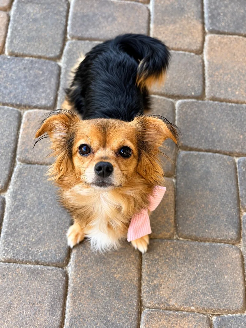 An adult small-sized female Chihuahua dog named Lexi for adoption in Las Vegas, NV