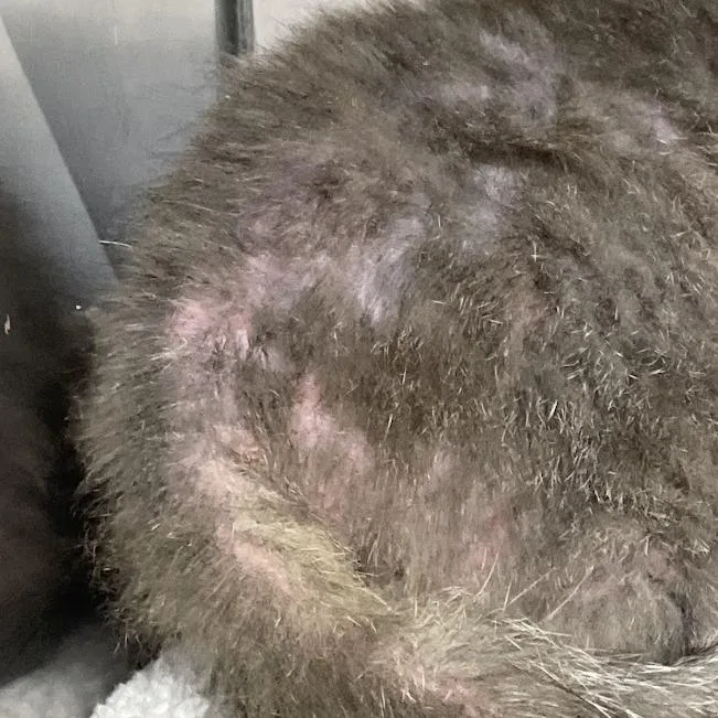 A baby small-sized male Gray / Blue / Silver Domestic Short Hair cat named Svasstray for adoption in Lyndhurst, VA