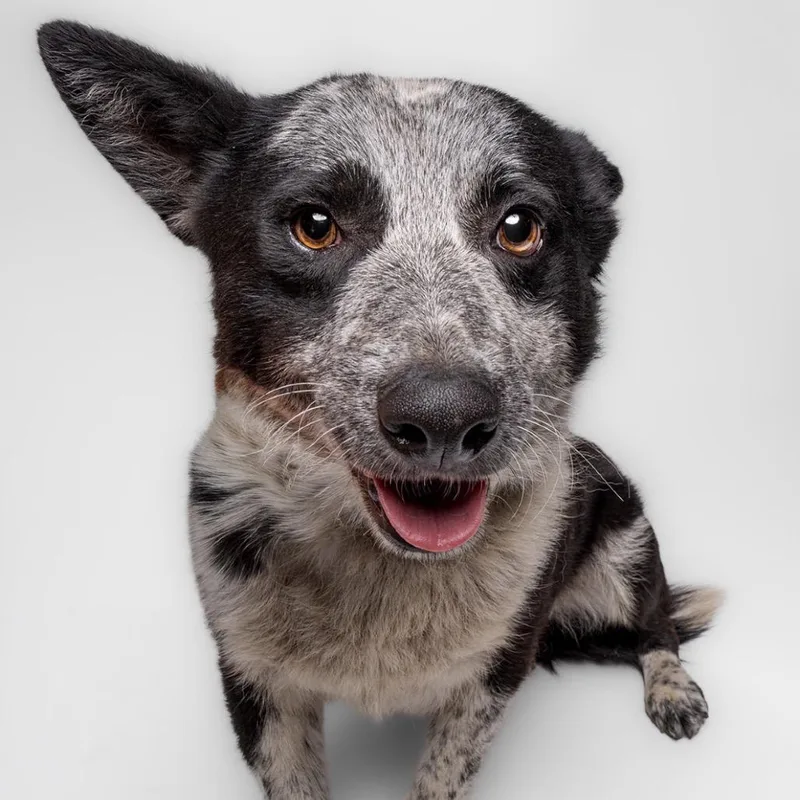 A young medium-sized male Black Australian Cattle Dog / Blue Heeler dog named Sherman for adoption in Sonoma, CA