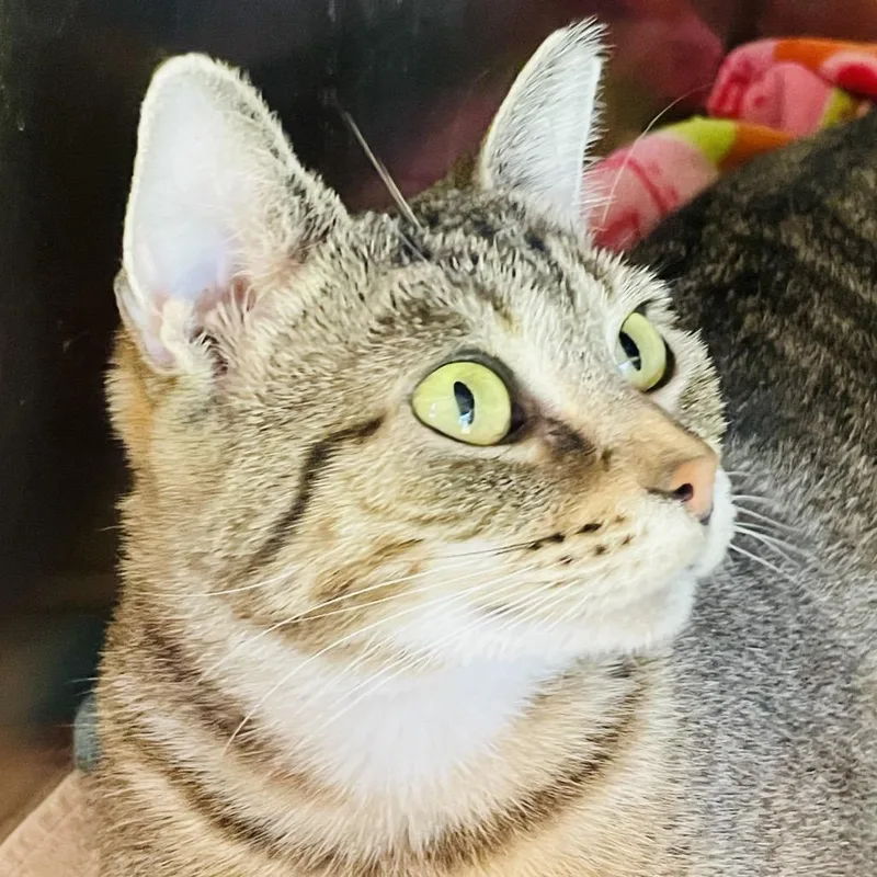 An adult medium-sized female Brown / Chocolate Domestic Short Hair cat named Jolene for adoption in Columbia Station, OH