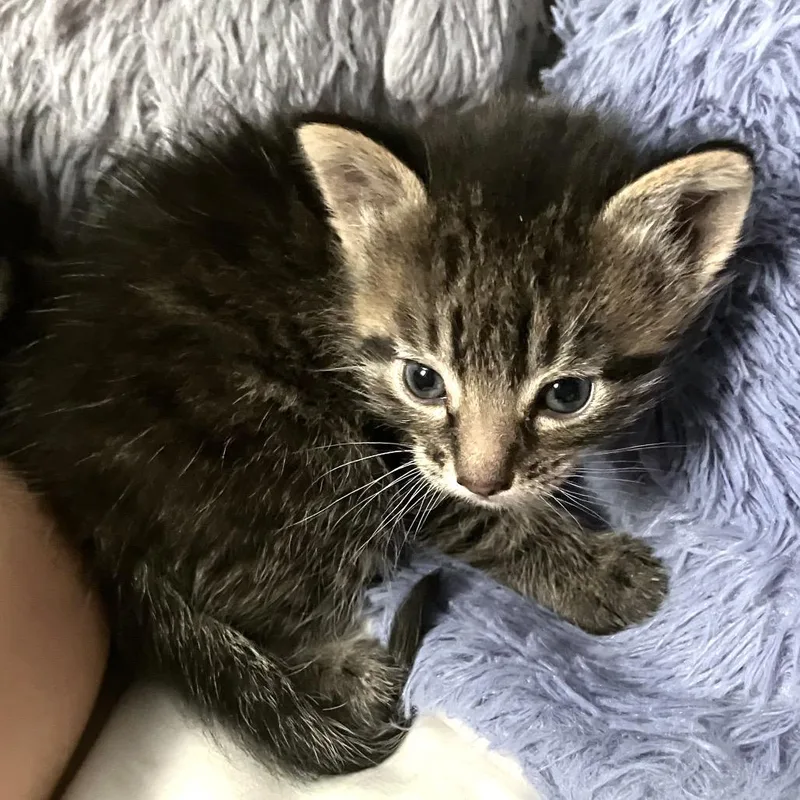 A baby small-sized male Black Domestic Short Hair cat named Lucky Leprechaun for adoption in Boerne, TX