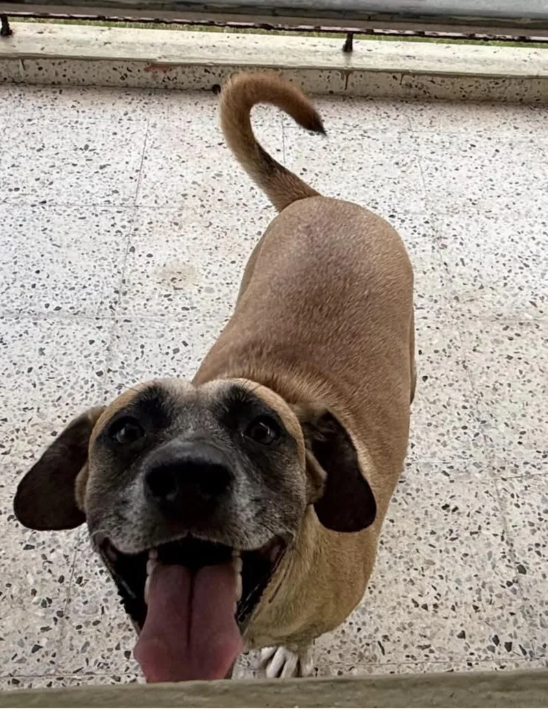 A young medium-sized female Labrador Retriever dog named Coral for adoption in Caguas, PR