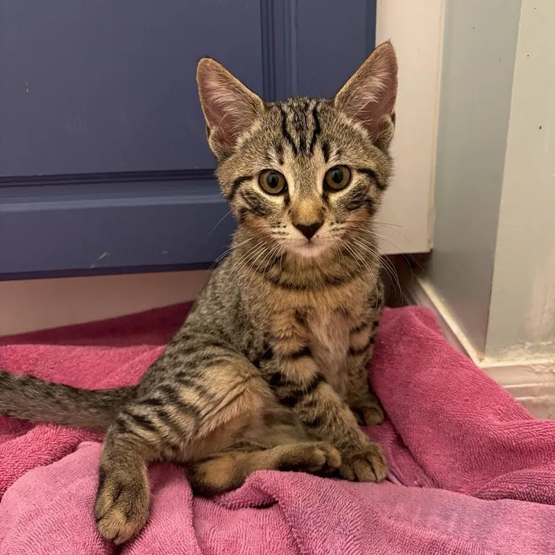 A baby small-sized male Brown / Chocolate Domestic Short Hair cat named Pedro for adoption in Williston, FL
