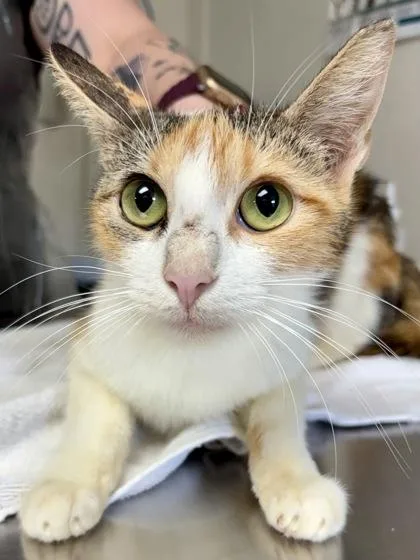 An adult medium-sized female Domestic Short Hair cat named Bubs for adoption in San Antonio, TX