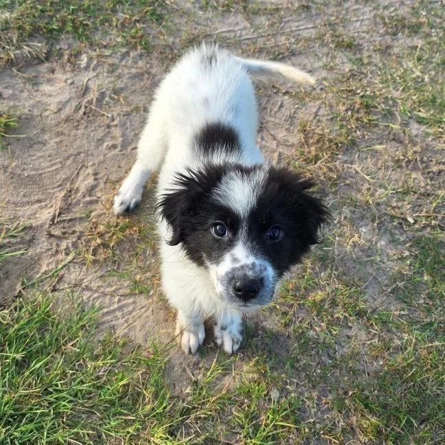 A baby small-sized female White / Cream Anatolian Shepherd dog named Randa for adoption in Bastrop, TX