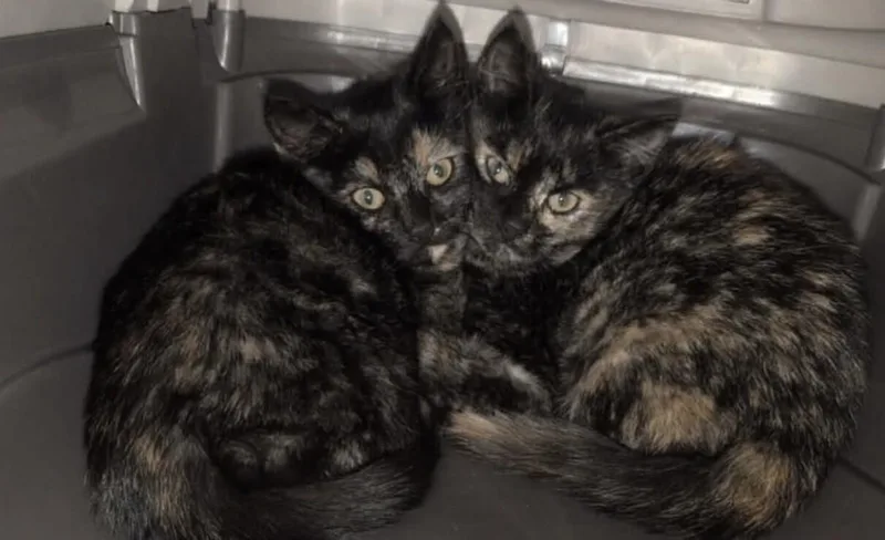 A young medium-sized female Domestic Short Hair cat named Juno for adoption in Diamond Springs, CA