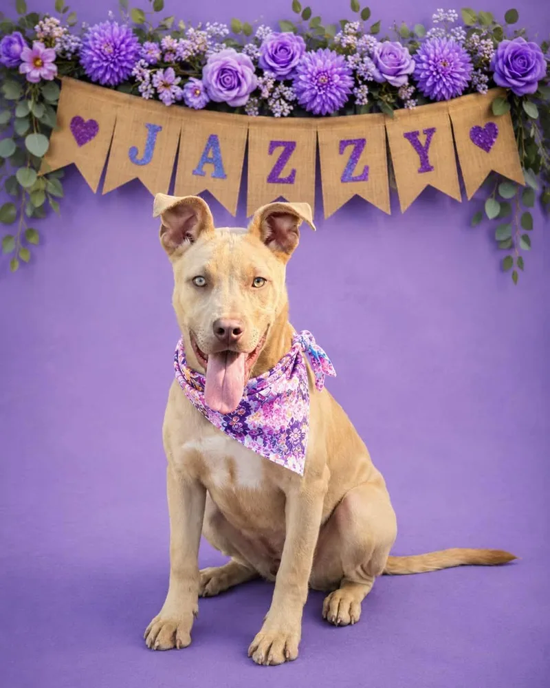 A young medium-sized female Pit Bull Terrier dog named Jazzy for adoption in Shillington, PA