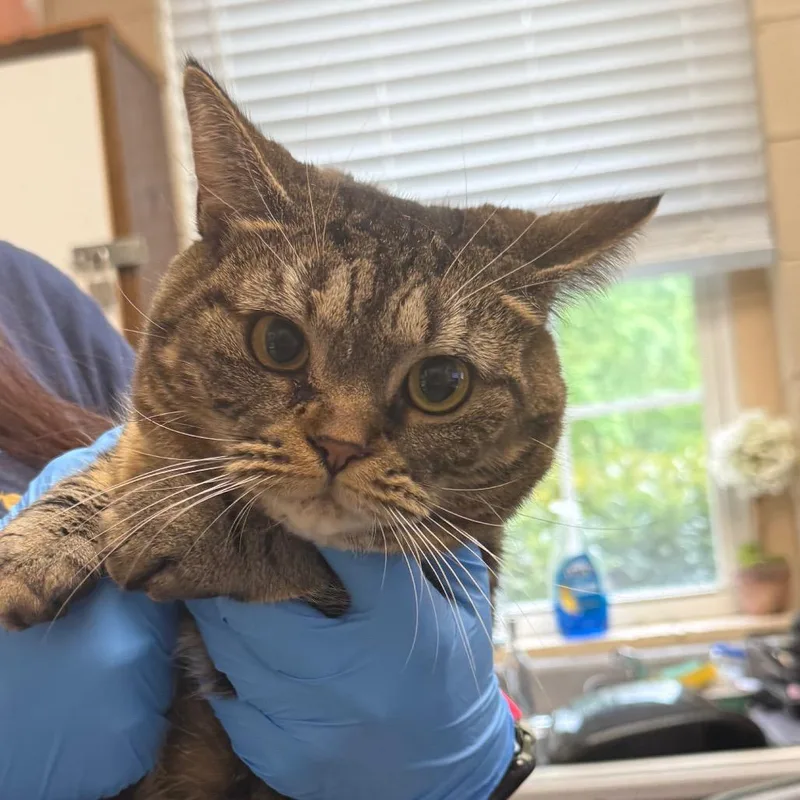 An adult large-sized female Black Domestic Short Hair cat named Poppy for adoption in Troy, VA