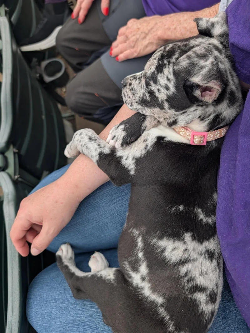A young medium-sized female Catahoula Leopard Dog dog named Tinkerbell for adoption in Munford, TN