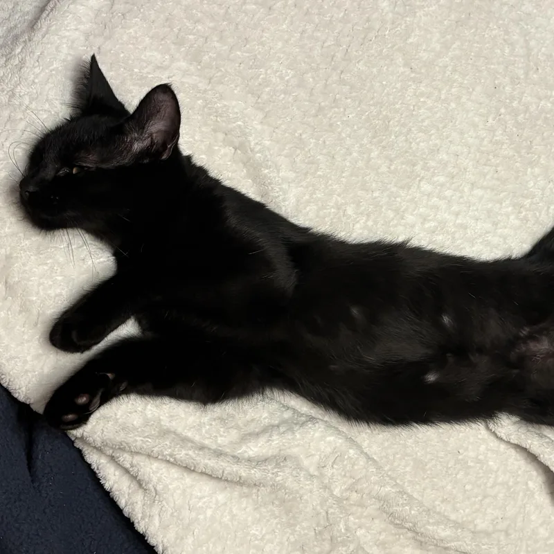 A baby small-sized male Black Domestic Short Hair cat named Parker for adoption in Liverpool, TX