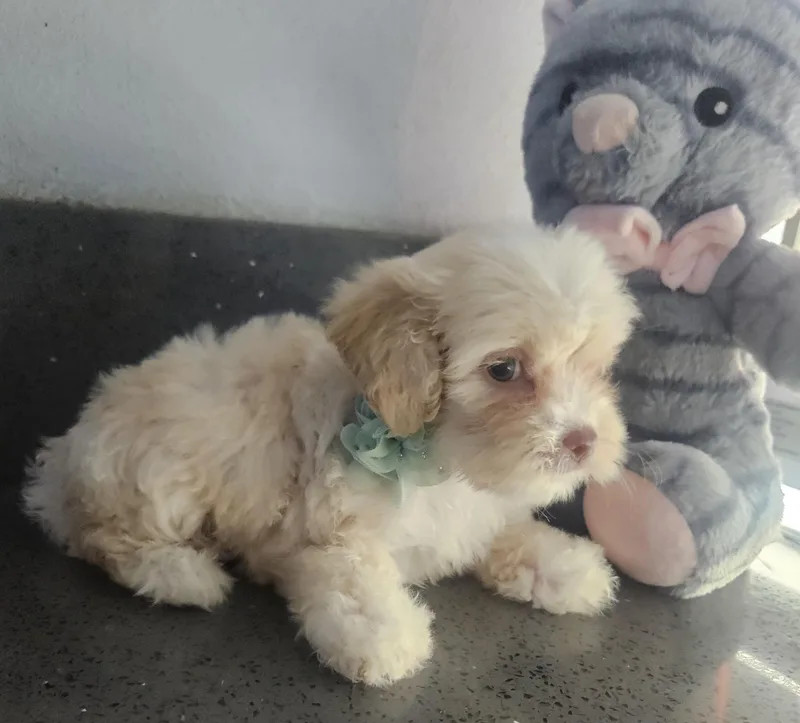 A baby small-sized female Apricot / Beige Maltipoo dog named Mika for adoption in Los Angeles, CA