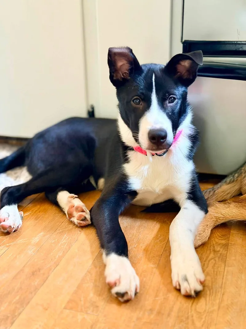 A baby large-sized female Terrier dog named Boochie for adoption in New London, WI