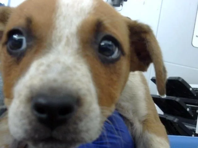 A baby large-sized female Mixed Breed dog named Chloe for adoption in Dallas, TX