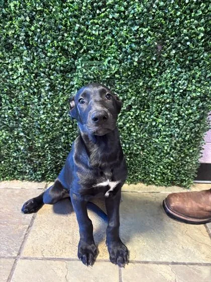 A baby medium-sized female Black Mixed Breed dog named 61569253 for adoption in El Paso, TX