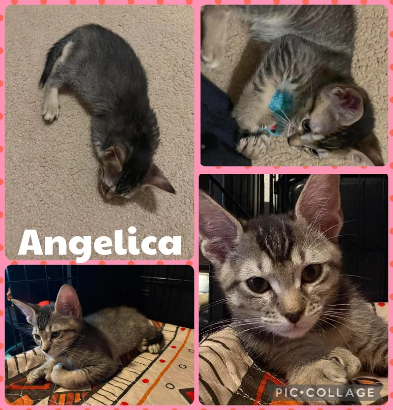 A baby small-sized female Tabby (Buff / Tan / Fawn) Domestic Short Hair cat named Angelica for adoption in Newberg, OR