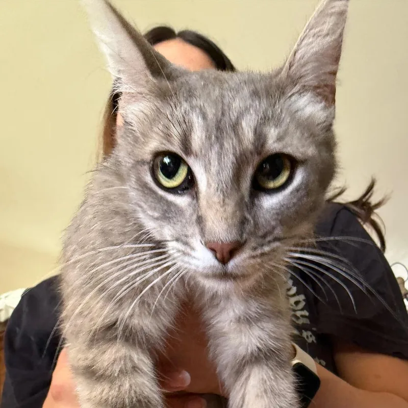A young small-sized female Gray / Blue / Silver Domestic Short Hair cat named Sierra for adoption in Tustin, CA