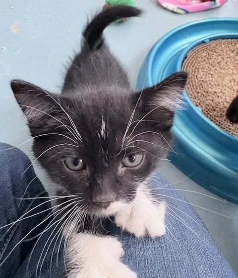 A baby small-sized male Domestic Short Hair cat named Liam for adoption in Ogdensburg, NY