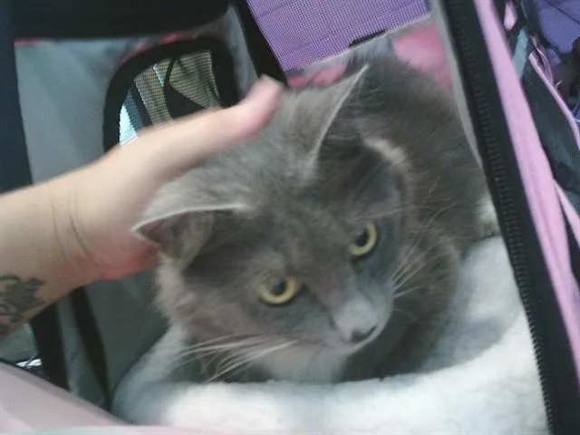An adult medium-sized female Domestic Medium Hair cat named Nova for adoption in Huntsville, AL