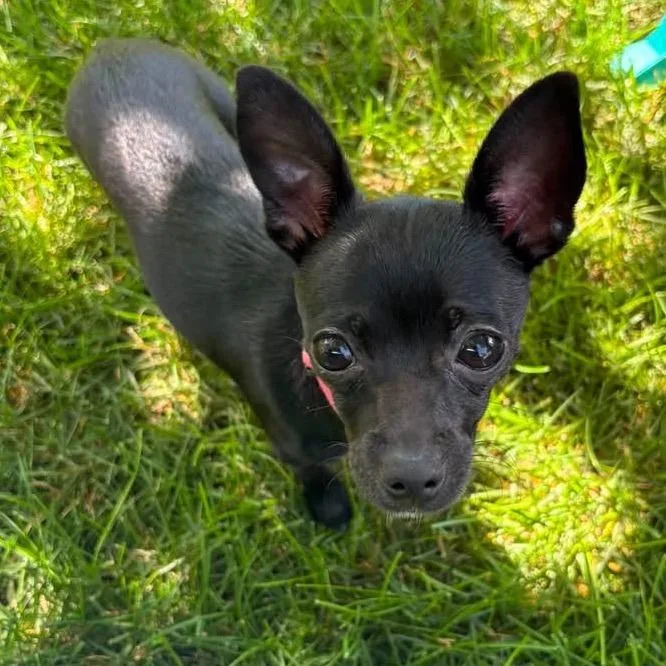 A young small-sized female Black Chihuahua dog named Chalupa for adoption in Hudson, IL