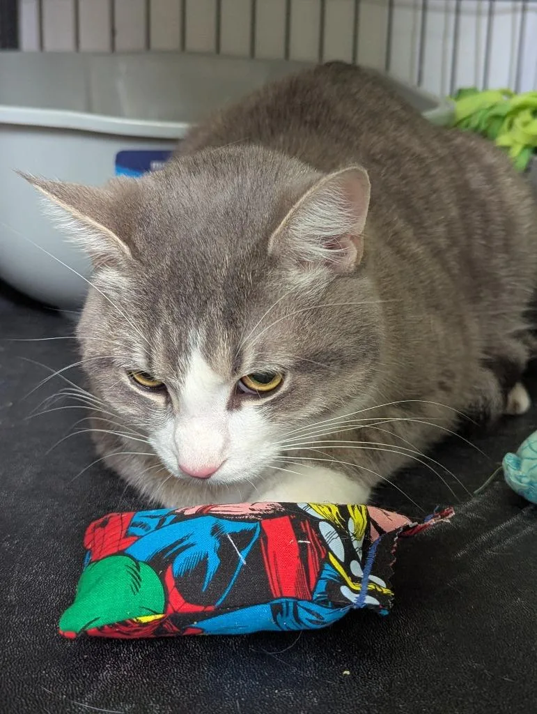 A young medium-sized male Domestic Short Hair cat named Blueberry for adoption in Muskegon, MI