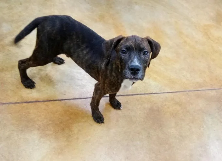 A young large-sized male Pit Bull Terrier dog named Merritt for adoption in Austin, MN