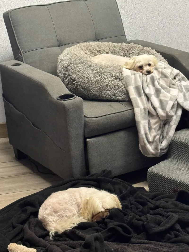 An adult small-sized female Maltese dog named Honey Bee for adoption in Garland, TX