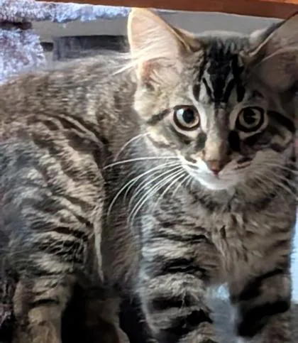 A young small-sized male Domestic Short Hair cat named MoroccoOrange for adoption in Cecil, WI