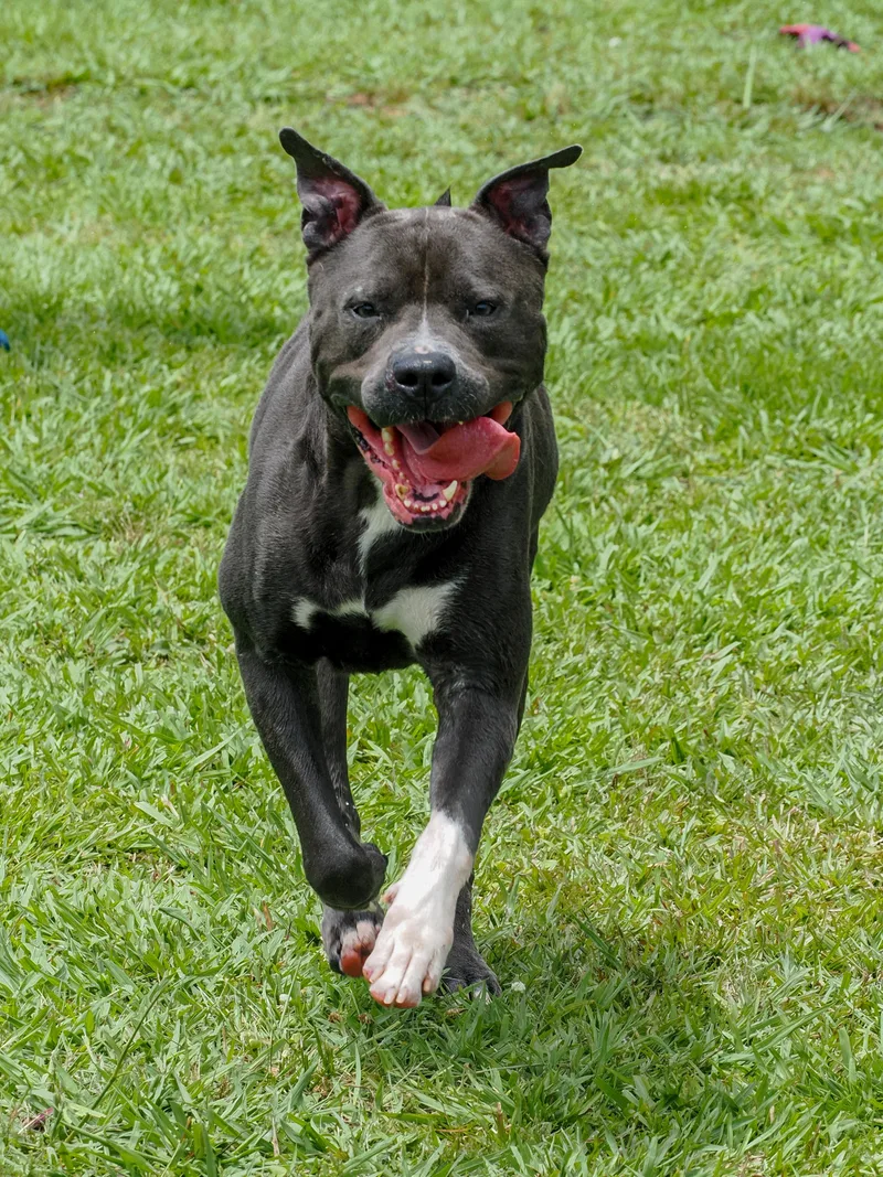 An adult large-sized male Gray / Blue / Silver Mixed Breed dog named Carter for adoption in Myrtle Beach, SC