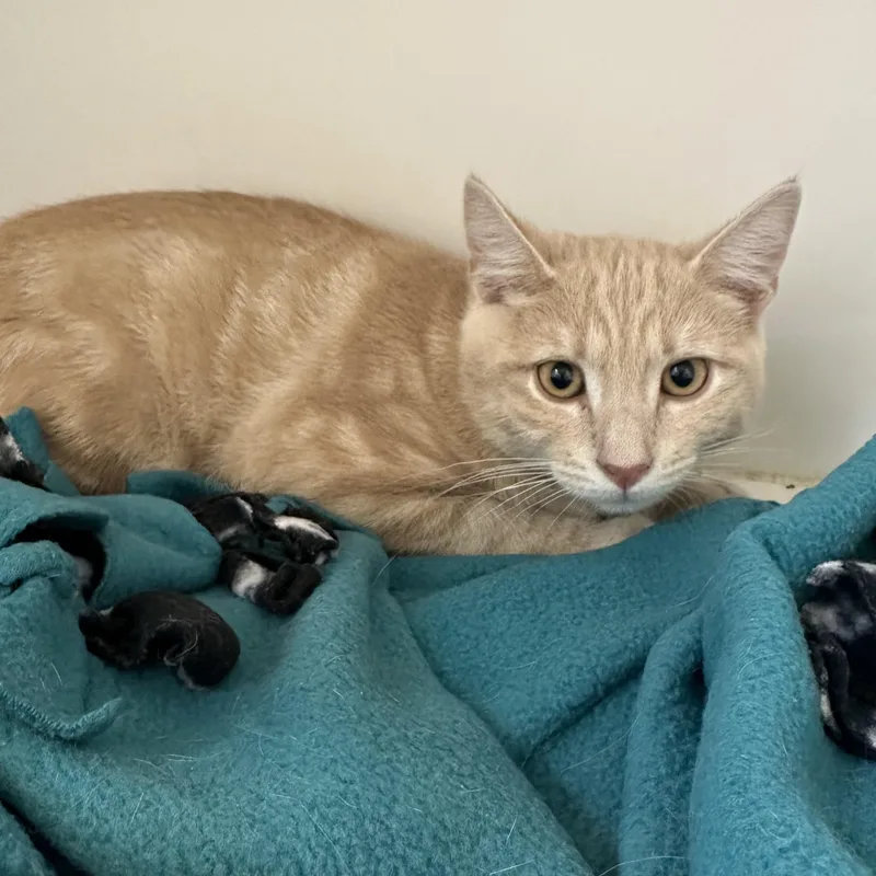 A baby medium-sized male Tabby (Buff / Tan / Fawn) Domestic Short Hair cat named Big Man for adoption in Manassas, VA