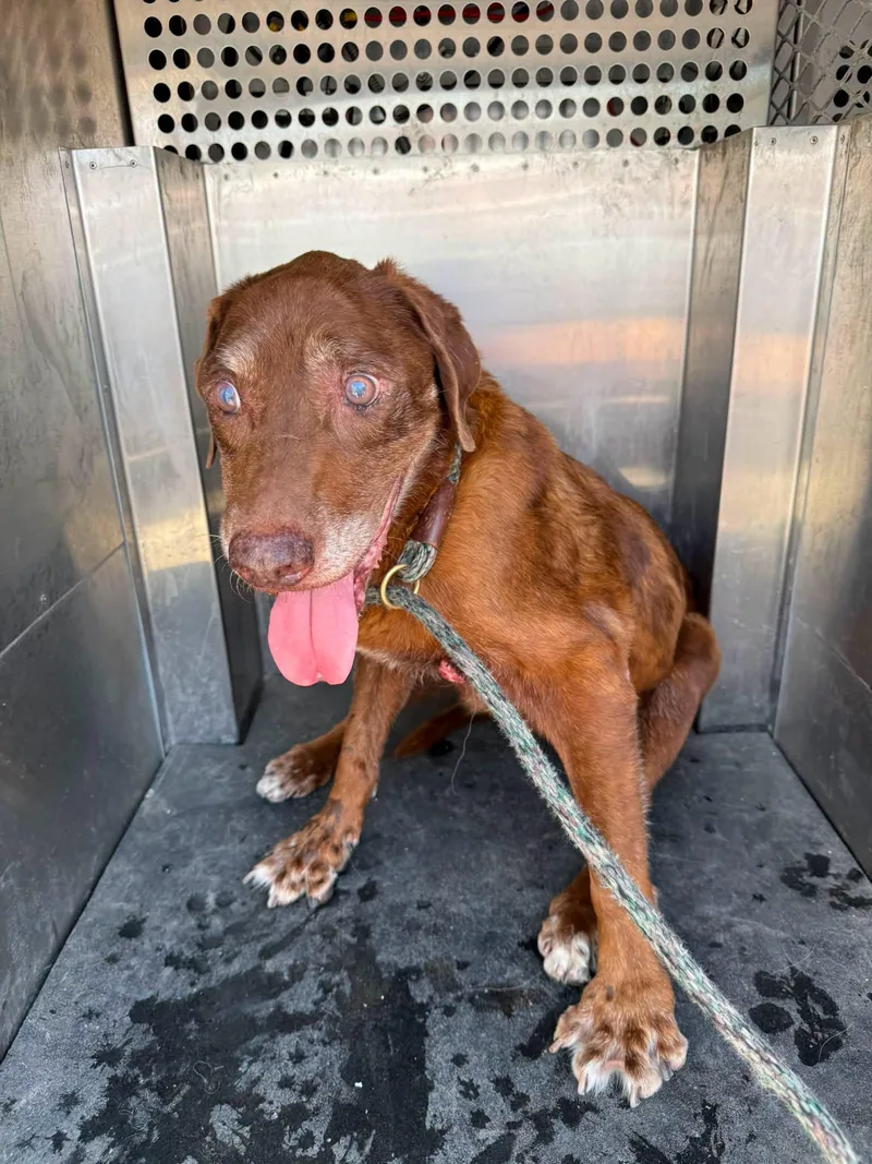 A young medium-sized male Labrador Retriever dog named Blue for adoption in Rowlett, TX