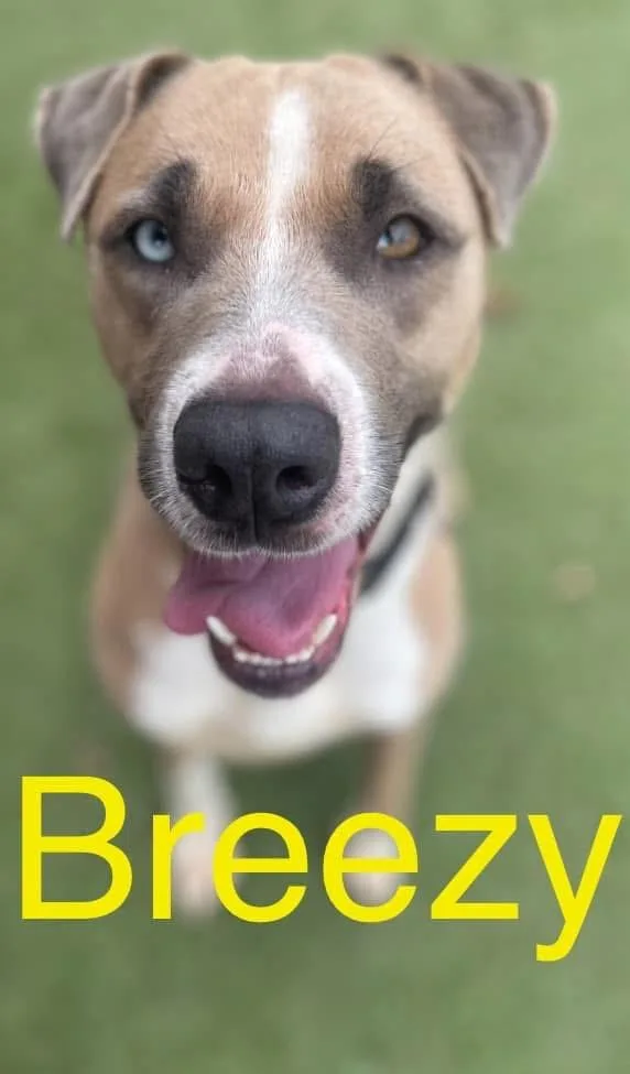 Breezy thumbnail 5