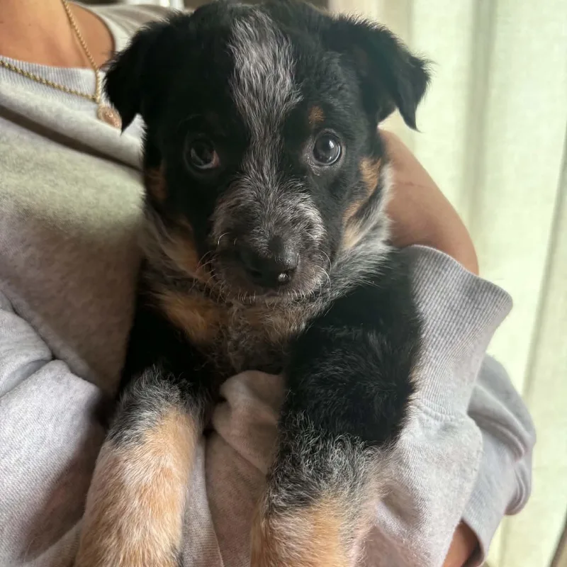 A baby medium-sized male Gray / Blue / Silver Australian Cattle Dog / Blue Heeler dog named Budweiser for adoption in Normal, IL