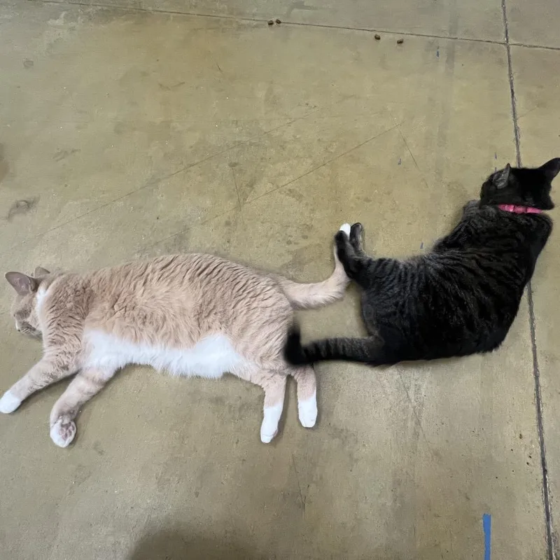 A senior medium-sized female Domestic Short Hair cat named Lily for adoption in Stokesdale, NC