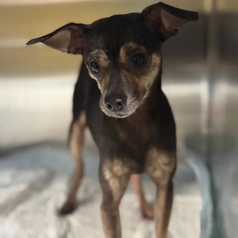 An adult small-sized female Black Mixed Breed dog named Lola for adoption in Pauls Valley, OK