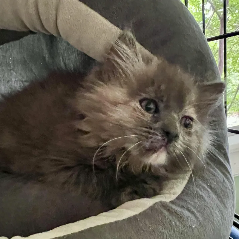 A baby small-sized female Dilute Calico Domestic Long Hair cat named Eloise for adoption in Maplewood, NJ