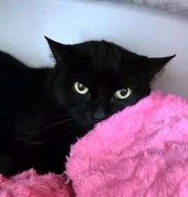 An adult medium-sized female Domestic Short Hair cat named Sabrina for adoption in Boston, MA