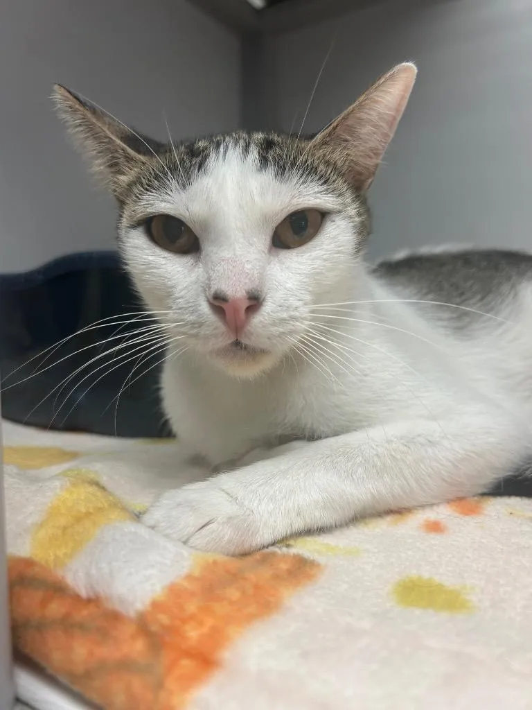 A young medium-sized female Domestic Short Hair cat named Mei Mei for adoption in Peoria, AZ