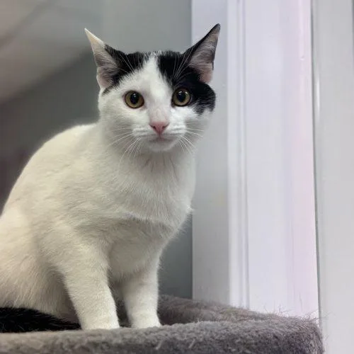 Guinnevere thumbnail 2