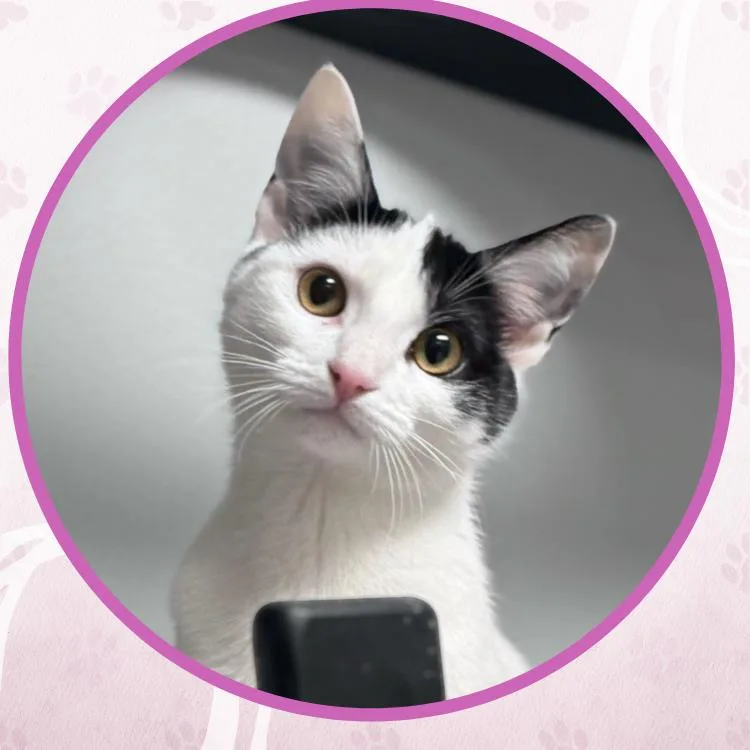 Guinnevere thumbnail 3